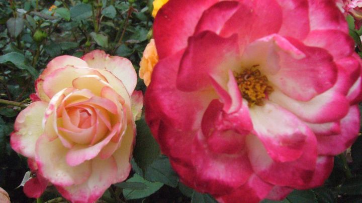 Bunte Rosenbl&uuml;ten stehen in einem Garten, wobei die eine Rosa und die andere Rot mit gelben Akzenten ist.