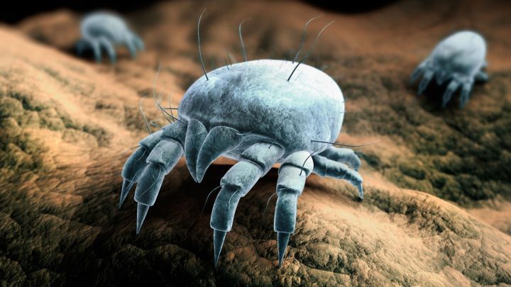 Ein Mikroskopbild zeigt Milben, die sich auf einer rauen Oberfl&auml;che bewegen, umgeben von einem unscharfen, dunklen Hintergrund.