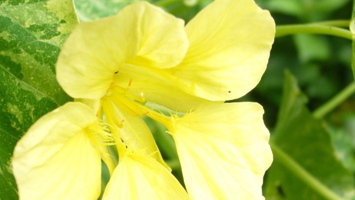 Die Kapuzinerkresse bl&uuml;ht mit leuchtend gelben Bl&uuml;ten zwischen gr&uuml;nen, gefleckten Bl&auml;ttern im Garten.