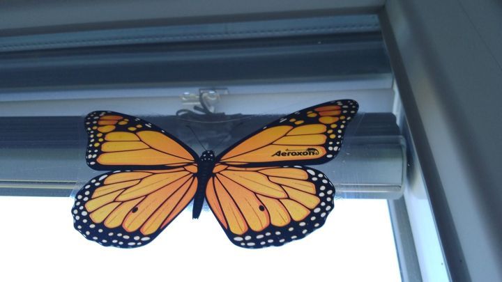 Eine orangefarbene Schmetterlingsattrappe sitzt an einem Fenster, um Fliegen und Stechm&uuml;cken fernzuhalten.