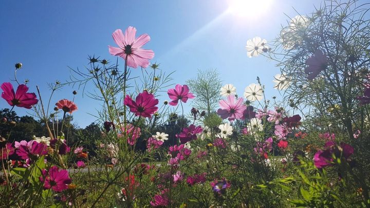 Bunte Cosmea-Bl&uuml;ten stehen im Sonnenlicht und tanzen sanft im warmen Sommerwind, umgeben von gr&uuml;nem Laub.
