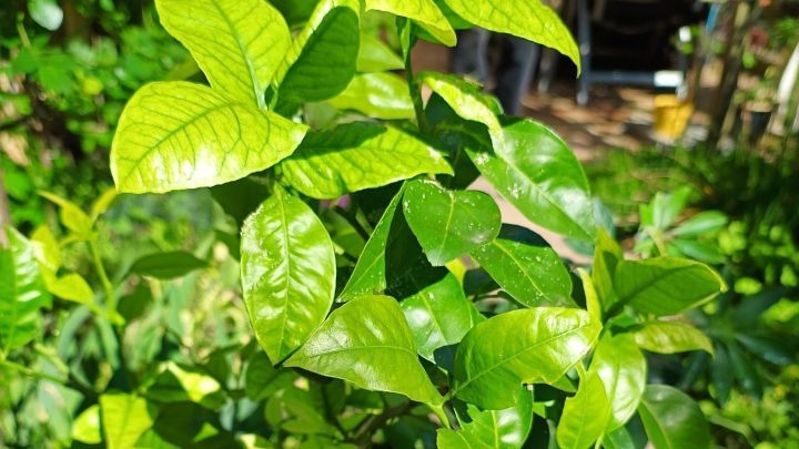 Gr&uuml;ne Pflanzen mit gl&auml;nzenden Bl&auml;ttern stehen in T&ouml;pfen und wachsen in einem hellen Garten, umgeben von anderen Pflanzen.