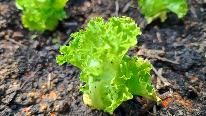 Gr&uuml;ner Salat w&auml;chst gesund im Erdboden, umgeben von frischer Erde, gesch&uuml;tzt vor Schnecken durch Chili.