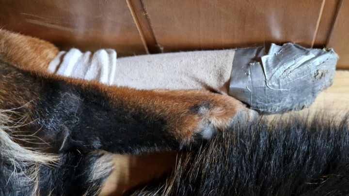 Ein Hund hat einen selbstgemachten Pfotenschutz aus Stoff und Klebeband um sein Bein, w&auml;hrend er entspannt am Boden liegt.