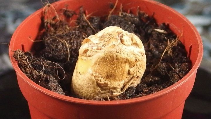 Ein Ingwerknolle sitzt in einem Blumentopf mit Erde und Wurzeln, bereit f&uuml;r die dekorative Aufbewahrung.