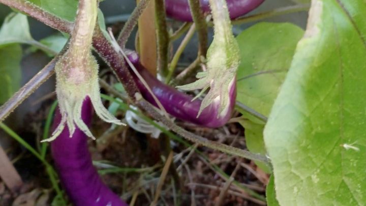 Lila Japanische Auberginen wachsen an St&auml;ngeln, w&auml;hrend sie in einem Topf mit Erde und Gr&uuml;npflanzen umgeben sind.