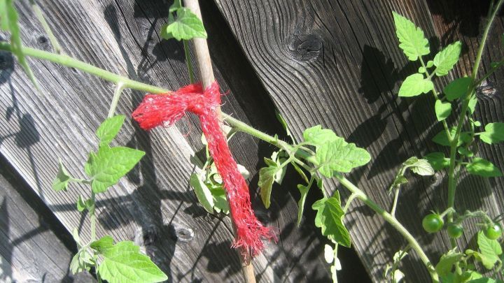 Eine rote Schnur aus Obstnetz bindet eine Tomatenpflanze an einen Holzstab, um das Wachstum zu unterst&uuml;tzen.