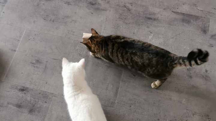 Zwei meiner 4 Katzen sind neugierig und ordentlich besch&auml;ftigt damit, die Leckerli aus dem selbstgebastelten Intelligenz-Spielzeug zu bekommen. 