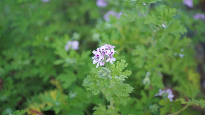 Eine Duftpelargonie mit &uuml;ppigen rosa Bl&uuml;ten h&auml;ngt in einem Garten, umgeben von verschiedenen Pflanzen im Hintergrund.