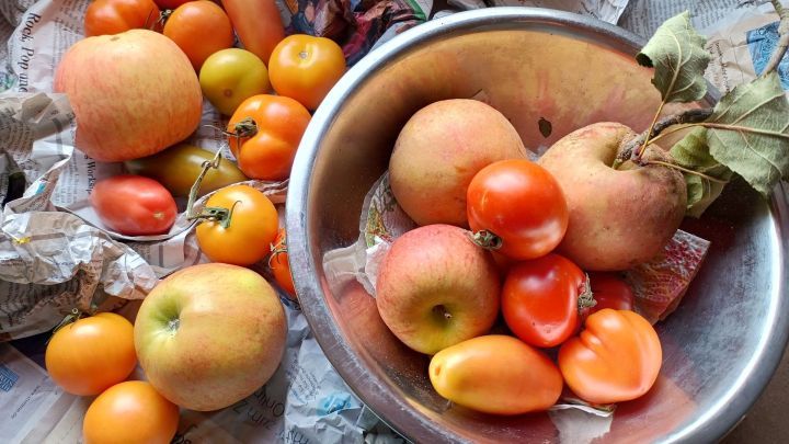 &Auml;pfel und gr&uuml;ne Tomaten liegen verstreut auf Zeitungspapier, w&auml;hrend einige in einer Sch&uuml;ssel gesammelt sind.