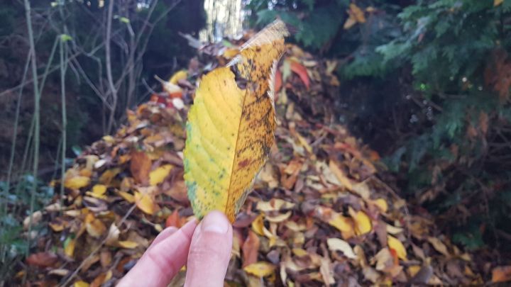 Eine Hand h&auml;lt ein gelbes, leicht verf&auml;rbtes Herbstlaub vor einem gro&szlig;en Laubhaufen in einem bewaldeten Garten.