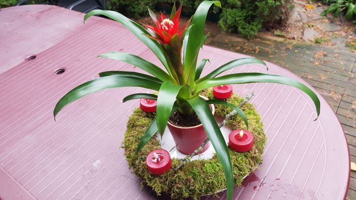 Ein Moos-Adventskranz verleiht deinem Zuhause eine weihnachtliche Note. In Kombination mit roten Kerzen und einer rot-gr&uuml;nen Pflanze entsteht eine besondere Dekoration. F&uuml;r ein gem&uuml;tliches und originelles Adventsambiente.