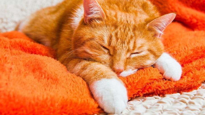 Perfektioniere dein Powernapping mit den Tipps aus "Bernhards Welt": Ruhepausen auf einem weichen, kuscheligen Untergrund sind der Schl&uuml;ssel zu neuer Energie :-)