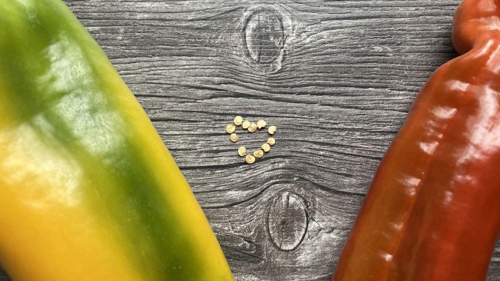 Knackig, fruchtig, pikant &ndash; Chili und Paprika sind in vielen Gerichten unverzichtbar. Auch als Rohkost sind die beiden wunderbare Vitamin- und N&auml;hrstofflieferanten. Das Ziehen lohnt sich also absolut! 