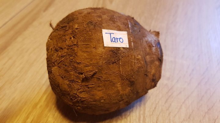 Etwa von der Gr&ouml;&szlig;e einer Kokosnuss mit einigen hautreizenden feinen H&auml;rchen besetzt: die Taroknolle.