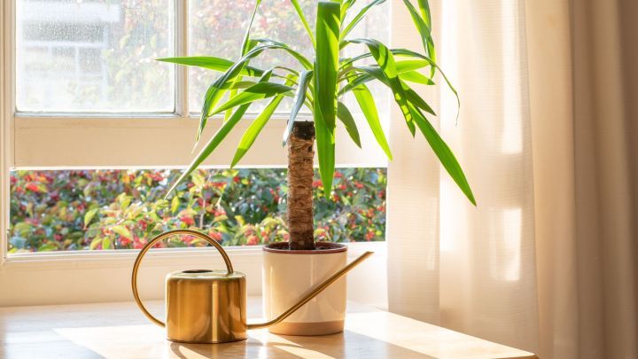 Trick: Pflege deine Yucca-Palme mit Kartoffelwasser, um sie gesund und kr&auml;ftig zu halten. 