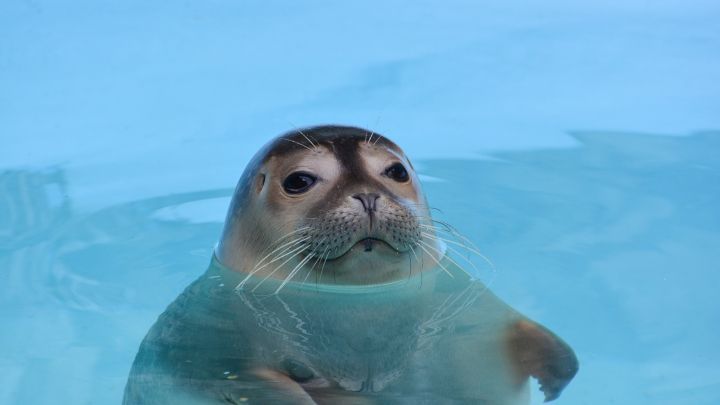 Hey, was geht ab? Seehunde sind echt cool! Ich w&uuml;nschte, ich k&ouml;nnte auch so lange und so tief tauchen.