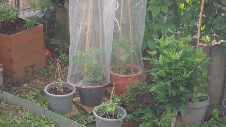 Mit einer einfachen Tomatenhaube sch&uuml;tzt Du Tomatenpflanzen g&uuml;nstig vor Regen und erh&auml;ltst gesunde Fr&uuml;chte im eigenen Garten.