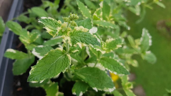 Wei&szlig;-gr&uuml;n geflammte Bl&auml;tter sowie ihr typischer Duft kennzeichnen die Ananasminze. Sie ist eine dauerhafte Staude. 