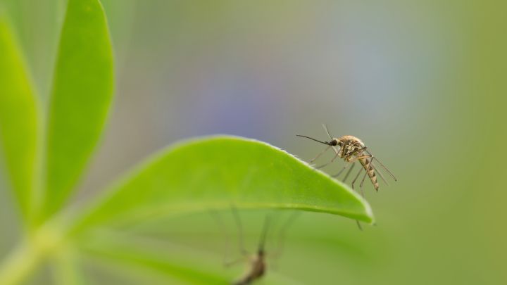 Bsss ... uuund klatsch! Endlich hat das Summen ein Ende! Aber warum sind M&uuml;cken beim Rundflug durchs Zimmer eigentlich so laut?