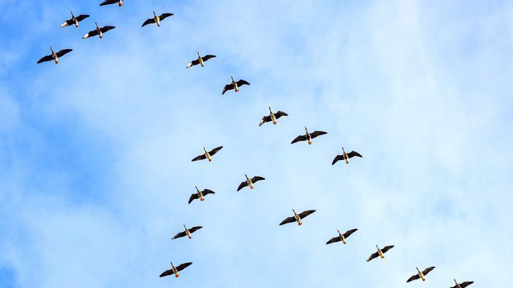 V&ouml;gel fliegen im Formationsflug, um im Winter im warmen S&uuml;den bessere Lebensbedingungen zu finden. Warum sie das tun, liest du hier.