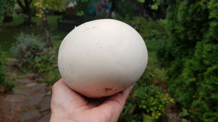 Die markante Optik, die keinerlei Verwechslung zul&auml;sst, machte es relativ einfach, den Riesenbovist zu erkennen.