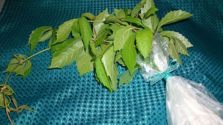 Zum Vermehren hab ich mein Ableger des Wilden Weins mit K&uuml;chenkrepp und Wasser in einem Beutel verpackt.