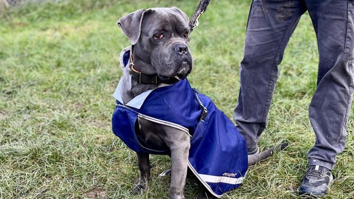Tierheimtiere wie dieser Vierbeiner freuen sich &uuml;ber deine Unterst&uuml;tzung &ndash; gewinne eine Patenschaft und schenke Hoffnung.