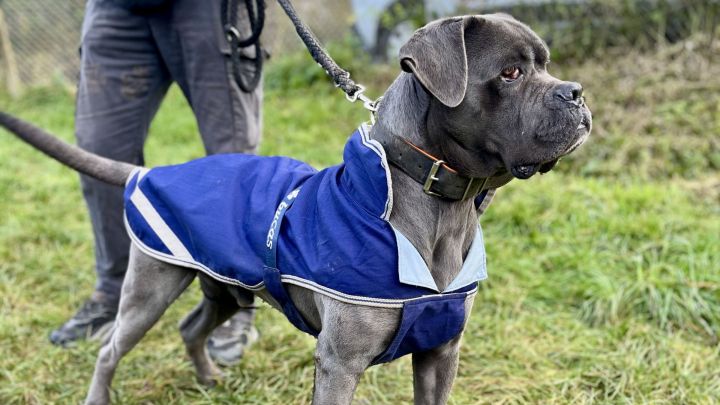 Ein Wunder f&uuml;r Fellnase Balu zu Weihnachten: Nelly5 ist gl&uuml;ckliche Gewinnerin der Tierheim-Patenschaft und schenkt ihm ein Jahr zus&auml;tzliche Unterst&uuml;tzung.