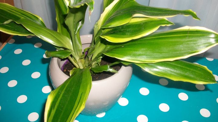Drachenbaum nach Staun&auml;sse retten: So trocknest Du den Ballen und topfst ihn in frische, drainierte Erde um.