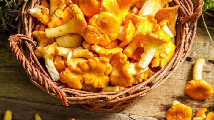 Pfifferlinge liegen in einem Korb und sind umgeben von frischem Moos und Holz, was ein rustikales Waldgef&uuml;hl vermittelt.