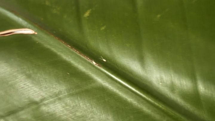 Wolll&auml;use saugen den Pflanzensaft und k&ouml;nnen deine geliebten Zimmerpflanzen ruinieren &ndash; so bek&auml;mpfst du sie effektiv.
