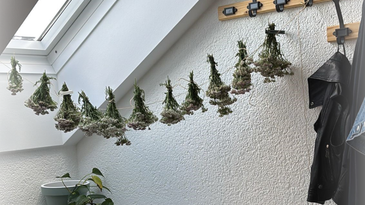 Um die Schafgarbe zu trocknen, kann man die einzelnen Schafgarben-B&uuml;ndel in der Wohnung aufh&auml;ngen.