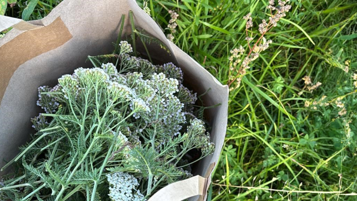 Schafgarbe ist ein echtes Multitalent &ndash; informiere dich hier &uuml;ber die Wirkung, wie du sie sammelst, trocknest und daraus Tee machst.