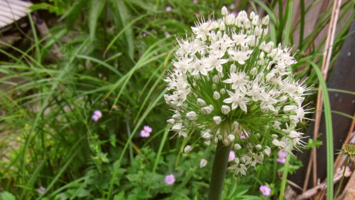 Lauchzwiebeln einpflanzen: So wird aus deiner Lauchzwiebel eine sch&ouml;ne Bl&uuml;te im Garten.