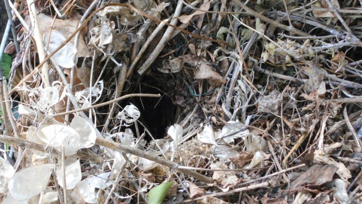 Dachsbau im Garten: So vertreibst du den Dachs mit einem einfachen Hausmittel, ohne ihm zu schaden.