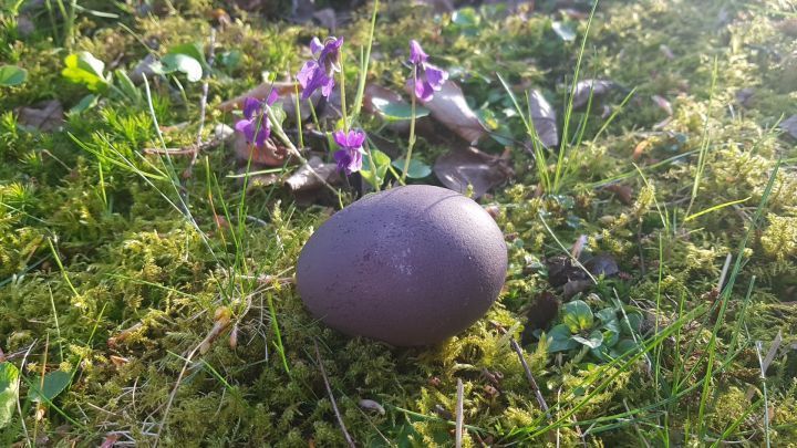 Osterei nat&uuml;rlich gef&auml;rbt: Holunder-Direktsaft schafft eine satte lila Farbe beim ersten F&auml;rbebvorgang.