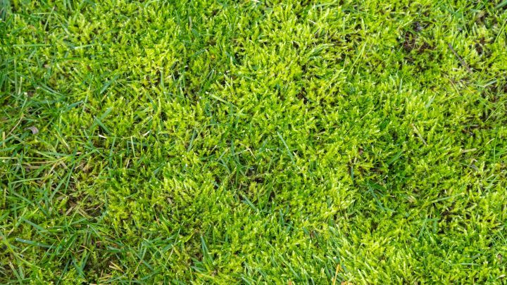 Moos im Rasen entfernen: Diese Hausmittel und Tipps helfen, um das Moos in deinem Garten nat&uuml;rlich zu bek&auml;mpfen.