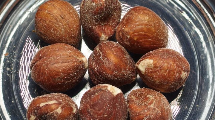 Haseln&uuml;sse liegen gl&auml;nzend auf einem Teller, w&auml;hrend Lebensmittelmottenlarven sich verborgen im Inneren entwickeln.