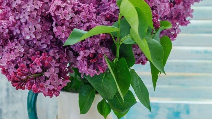 Ein Strau&szlig; Flieder bl&uuml;ht &uuml;ppig in einer wei&szlig;en Vase, umgeben von einem karierten Tuch auf einem hellen Tisch.