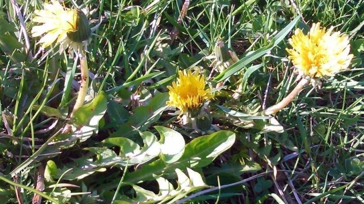 Gelbe L&ouml;wenzahnbl&uuml;ten wachsen im Gras, umgeben von gr&uuml;nem Laub, ideal f&uuml;r die Gewinnung von L&ouml;wenzahnsaft zur Warzenbehandlung.