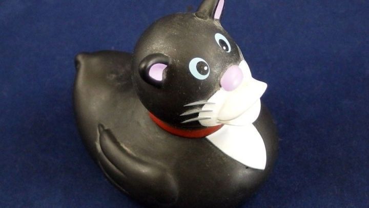 Eine Quietscheente in Katzengestalt sitzt auf einem blauen Untergrund, bereit f&uuml;r das Spiel im Wasser, ohne innen zu gammeln.