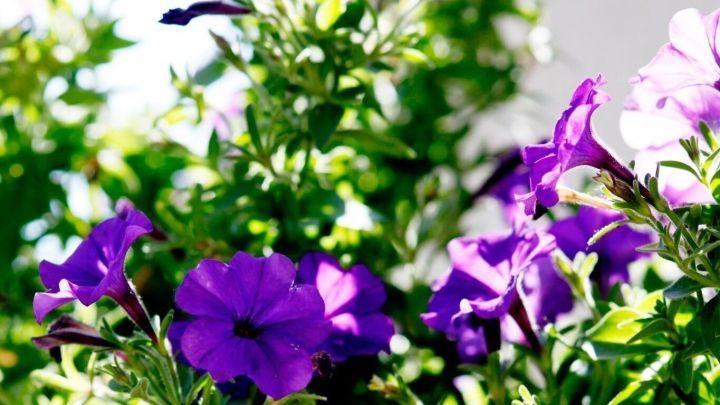 Petunien mit lila Bl&uuml;ten wachsen &uuml;ppig in einem sonnigen Garten, umgeben von gr&uuml;nem Laub und frischen Knoblauchzehen.