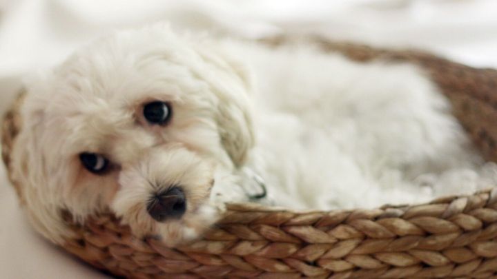 Ein Welpe liegt entspannt in einem flauschigen Korb und blickt neugierig in die Umgebung.