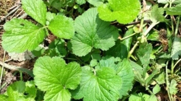 Giersch-Gem&uuml;se w&auml;chst in einem gr&uuml;nen, bewachsenen Bereich, umgeben von Erde und anderen Pflanzenarten.