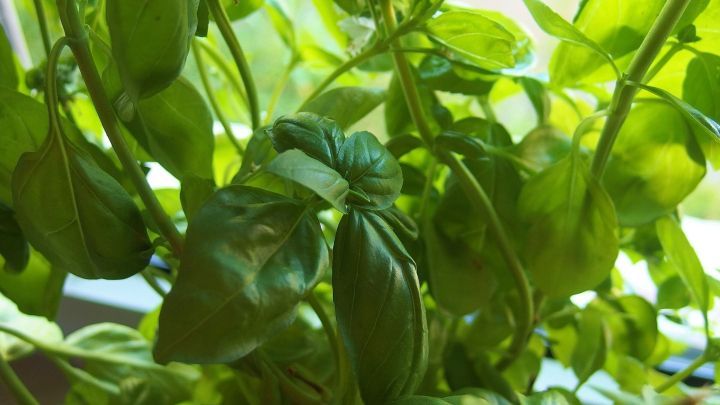 Gr&uuml;nes Basilikum steht &uuml;ppig in einem hellen Raum und bietet eine nat&uuml;rliche Methode, Wespen abzuhalten.