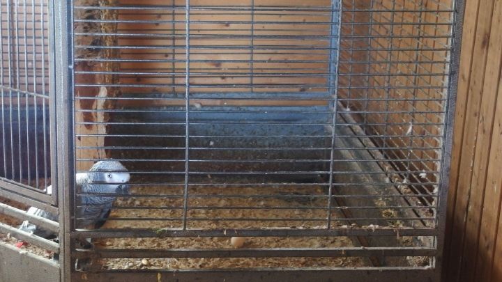 Ein Vogelk&auml;fig wird gereinigt. Das Innere ist mit Streu belegt, und die Gitter sind klar sichtbar.