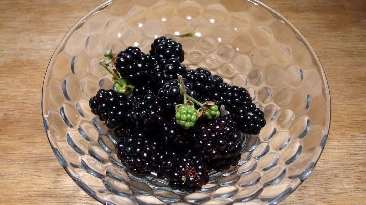 Eine Sch&uuml;ssel mit reifen, dunkelvioletten Brombeeren steht auf einem hellen Holztisch, bereit zum Pfl&uuml;cken und Genie&szlig;en.