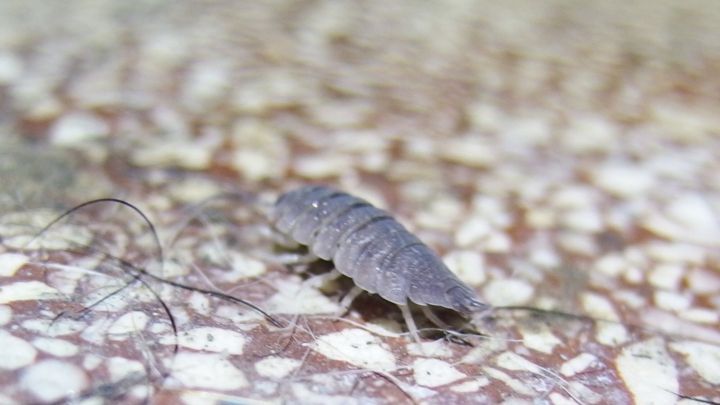 Ein Schabe krabbelt &uuml;ber einen strukturierten Bodenbelag, umgeben von einer neutralen, hellen Umgebung.