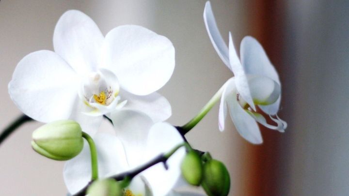 Zarte wei&szlig;e Orchideen mit gr&uuml;nen Knospen bl&uuml;hen in einem sanften Licht, umgeben von einem hellen Hintergrund.